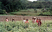 Tomato fields.