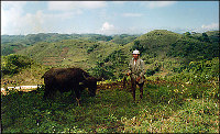 Cebu's Chocolate Hills near Barangay Libo.