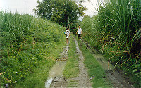 In the cane fields of Negros.